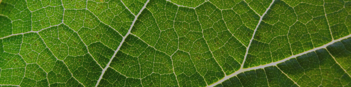 respiration and photosynthesis