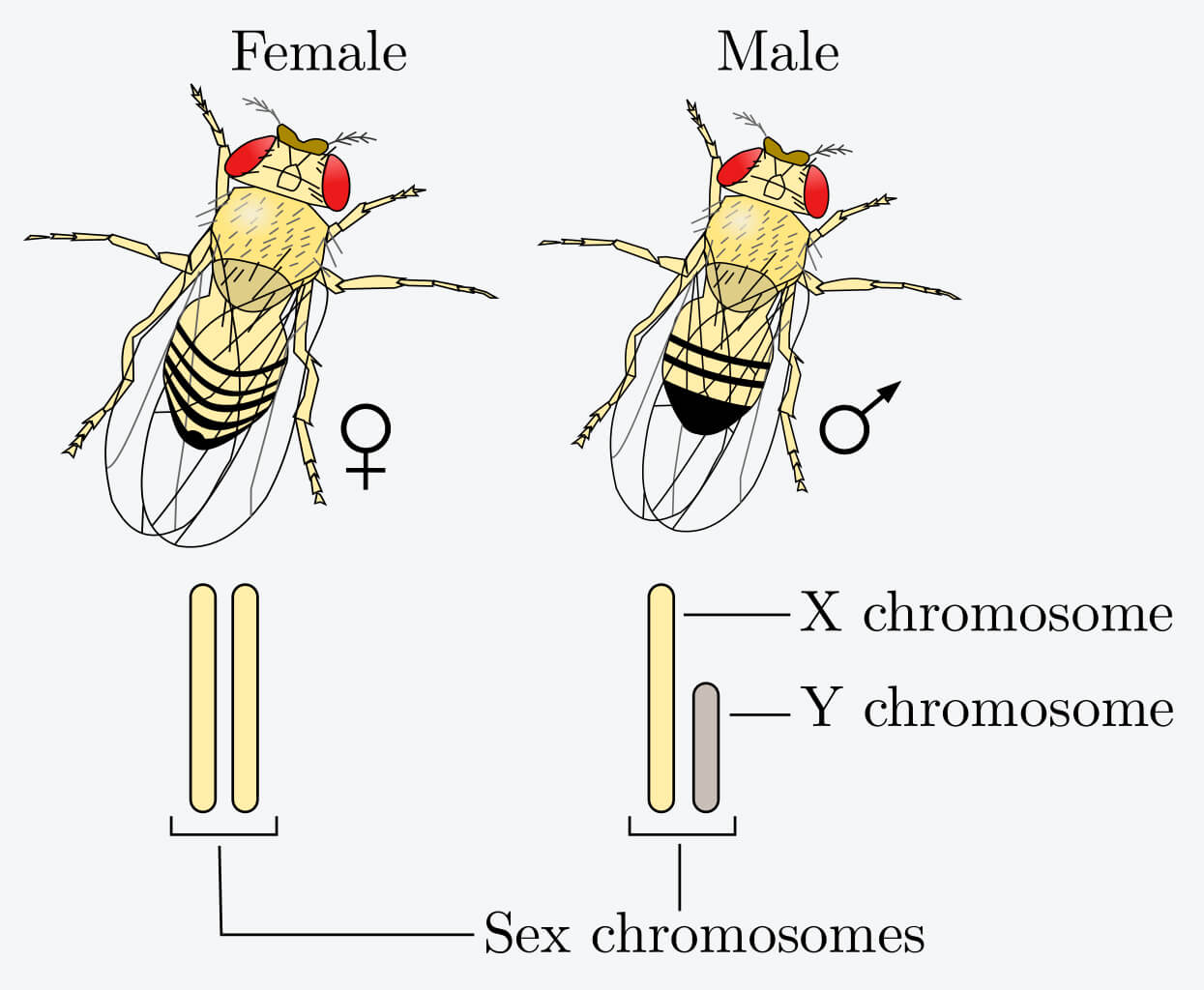 sex determination drosophila fruit flies