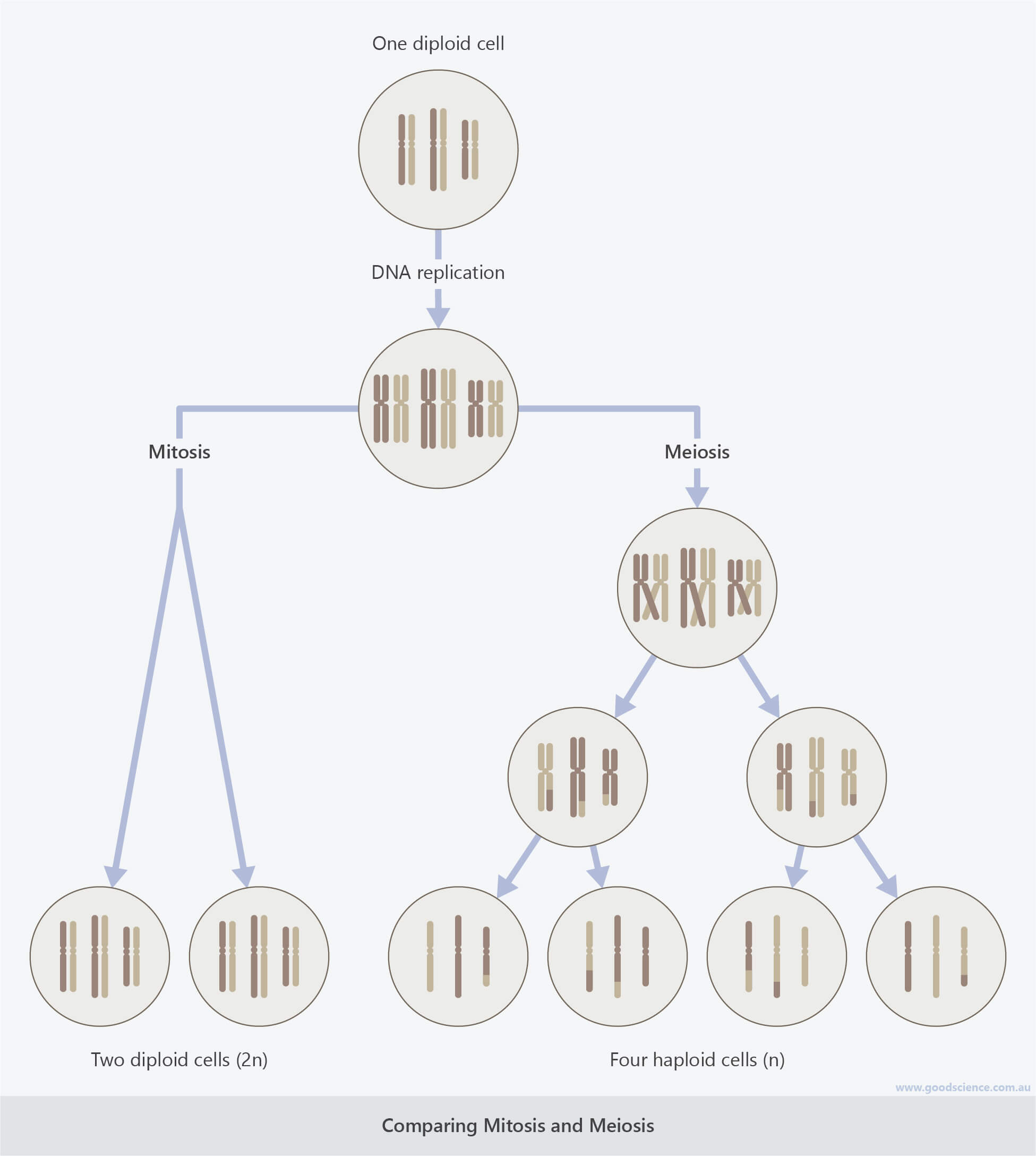comparing mitosis and meiosis