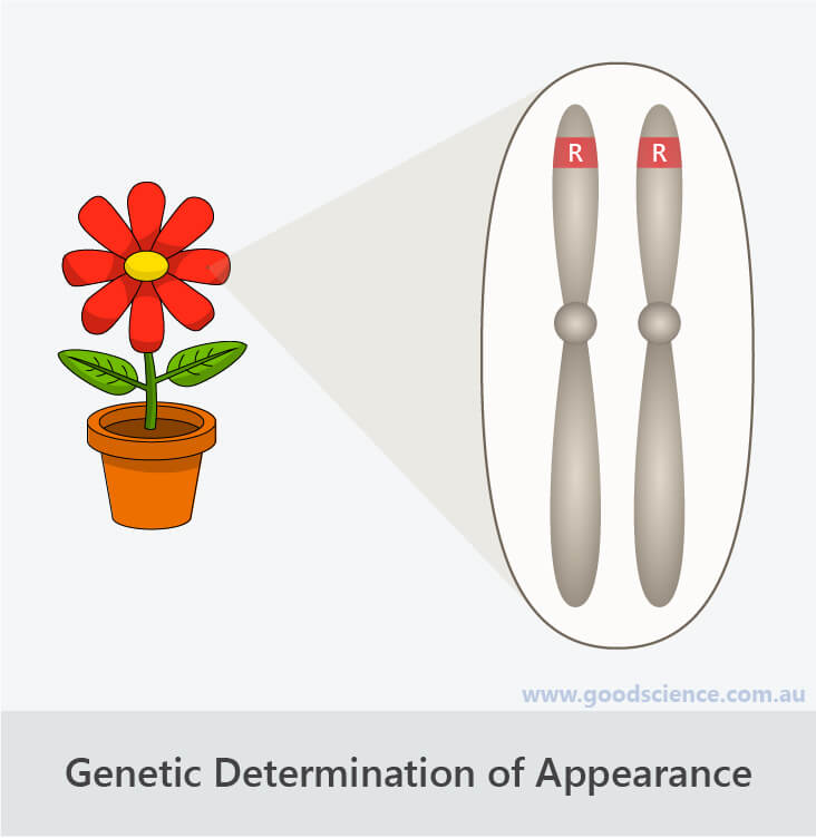 genotype phenotype chromosomes