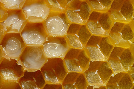 honeybee reproduction parthenogenesis