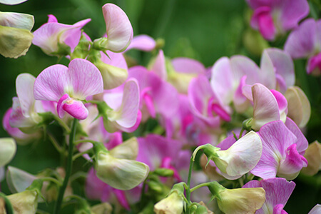 peas mendel genetics