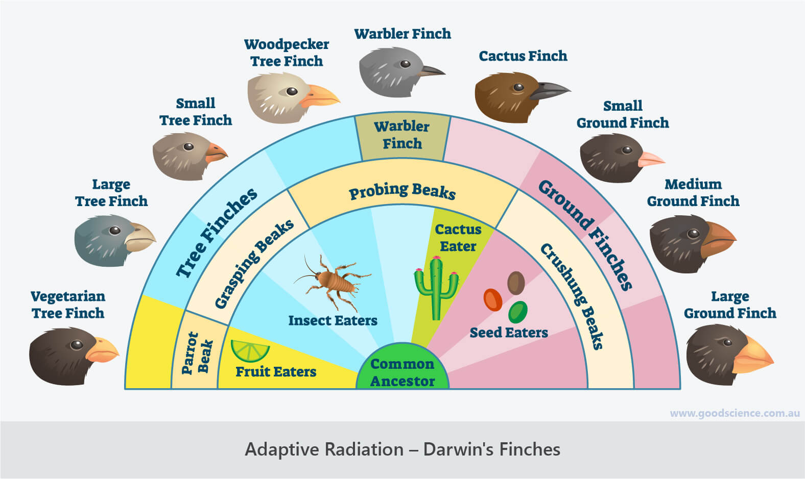 adaptive radiation darwin finches