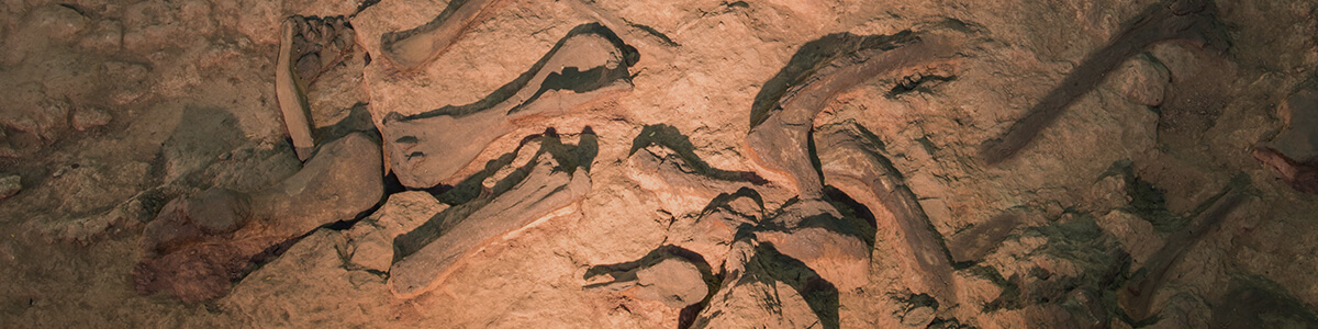 evolution the evidence