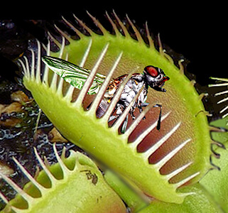 venus fly trap adaptation