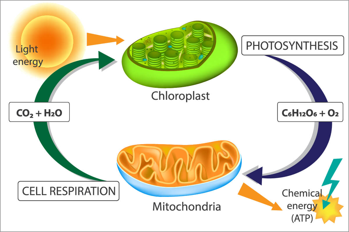 respiration and photosynthesis lesson contents