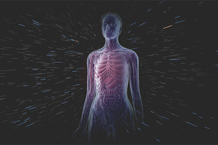 human body