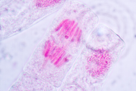 cell division dna replication mitosis and meiosis lesson contents