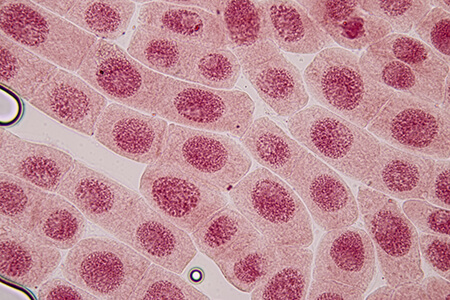 chromosomes diploid cells and haploid cells lesson contents