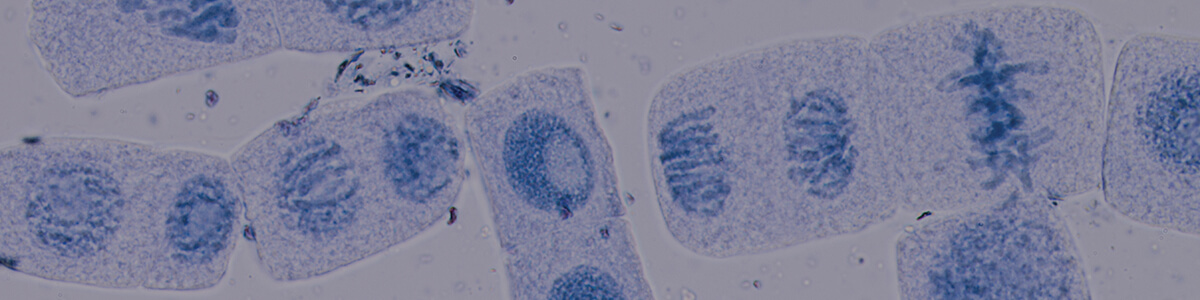 cell division dna replication mitosis and meiosis
