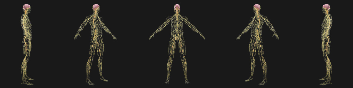 coordination of body systems online science course