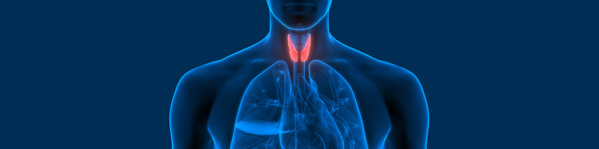 the endocrine system lesson