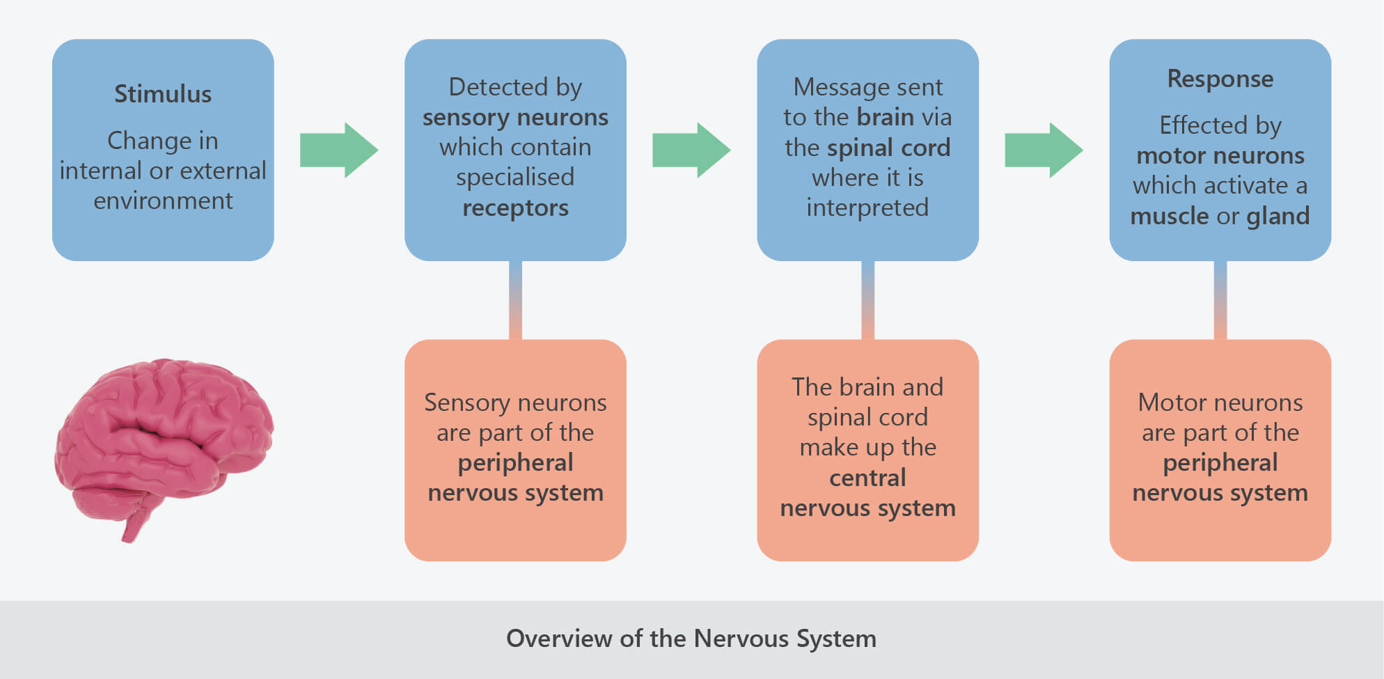 overview of the nervous system