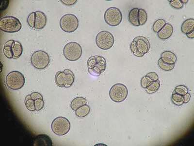 cell division contents