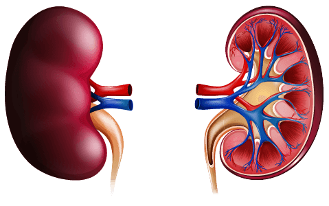 the excretory system contents