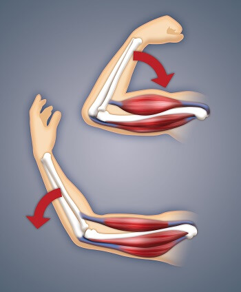 the musculoskeletal system contents