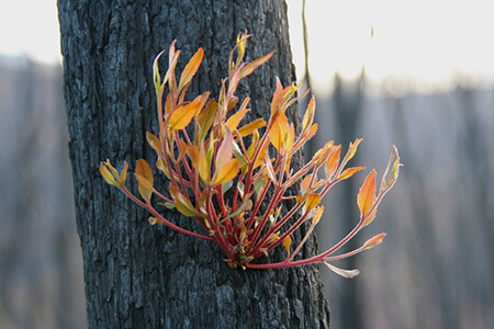 epicormic sprouting eucalyptus