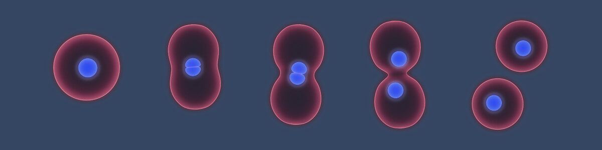cell division lesson