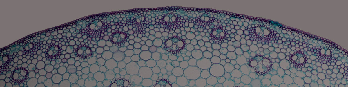 the cellular basis of life course