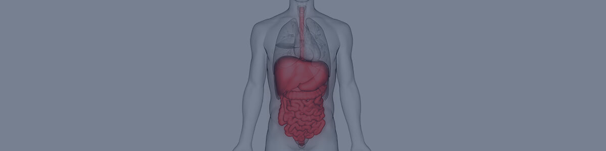 the digestive system lesson
