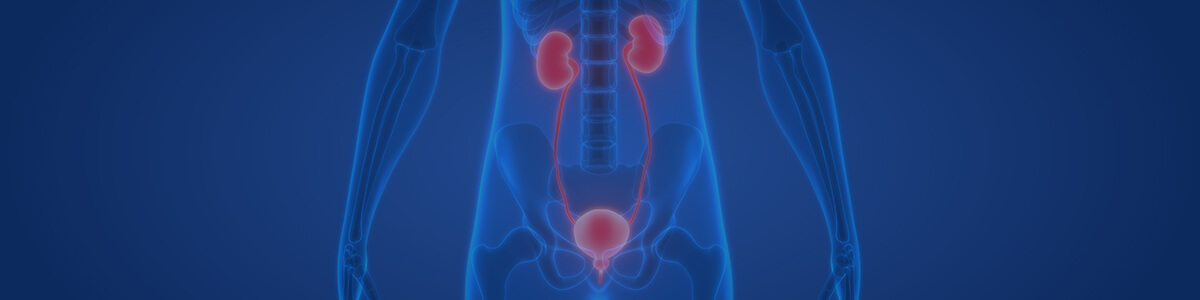 the excretory system lesson