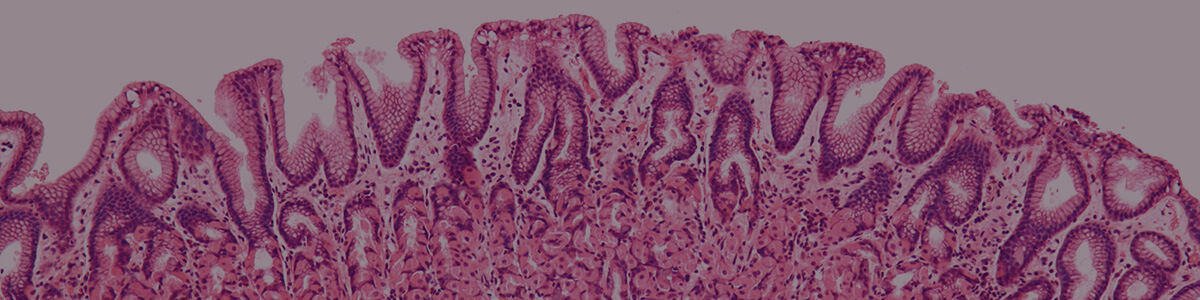 unicellular and multicellular organisms lesson