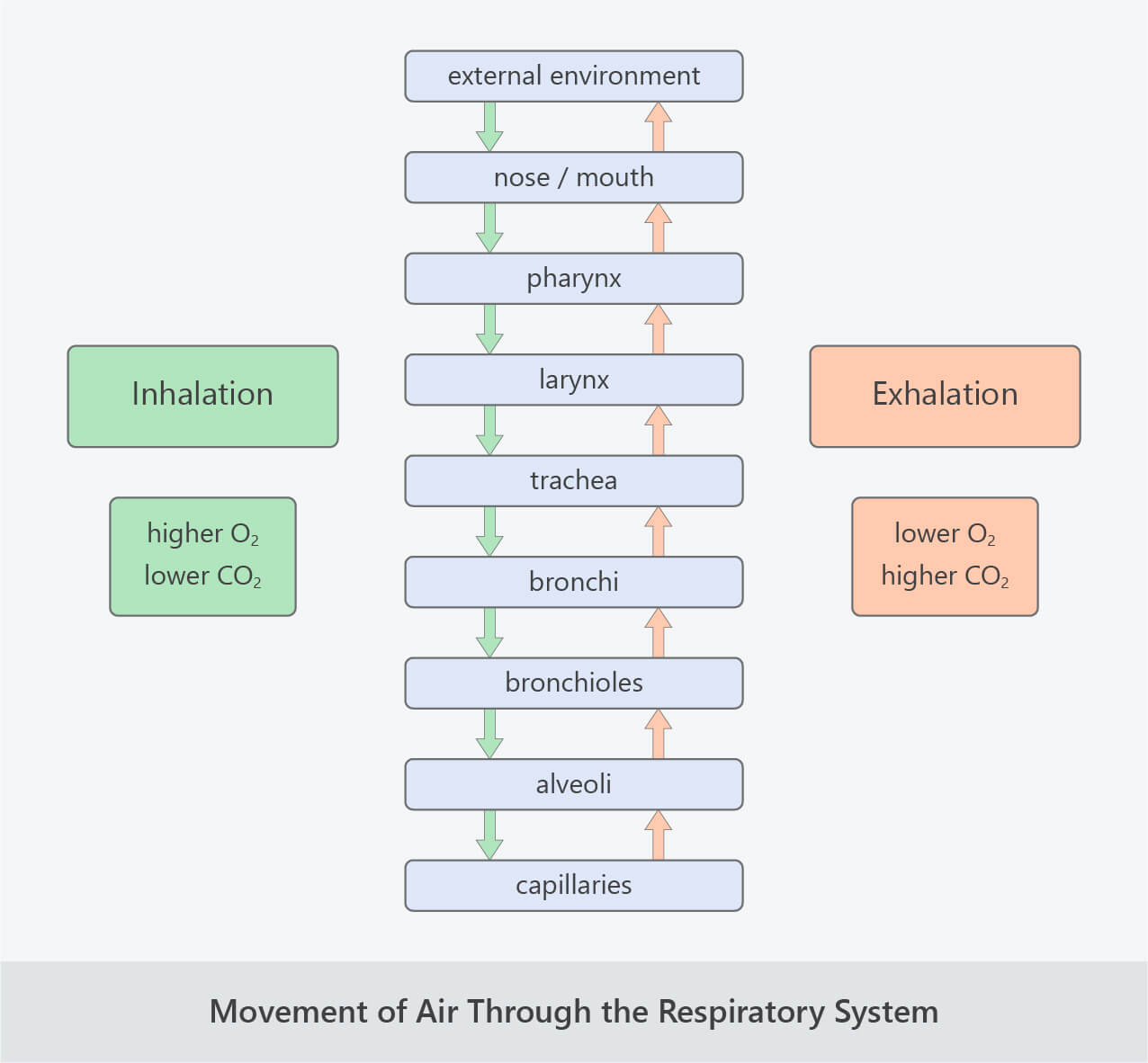 movement of air through the respiratory system