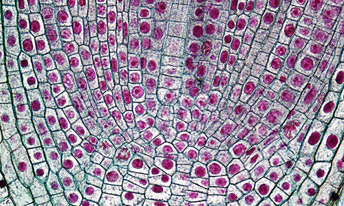 onion-root-tip-cells