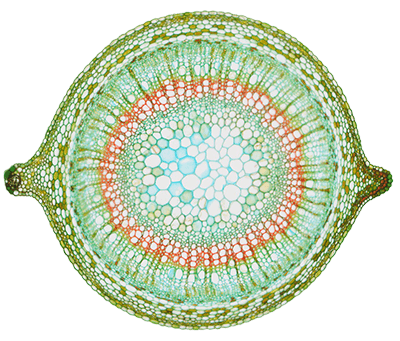 stem cross-section
