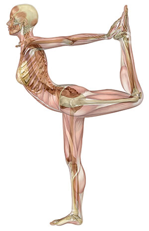 the musculoskeletal system