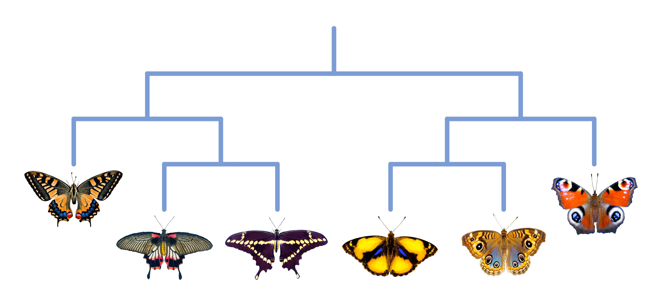 classification systems lesson contents