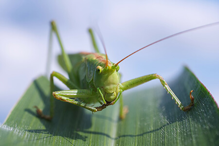 the animal kingdom invertebrates lesson contents
