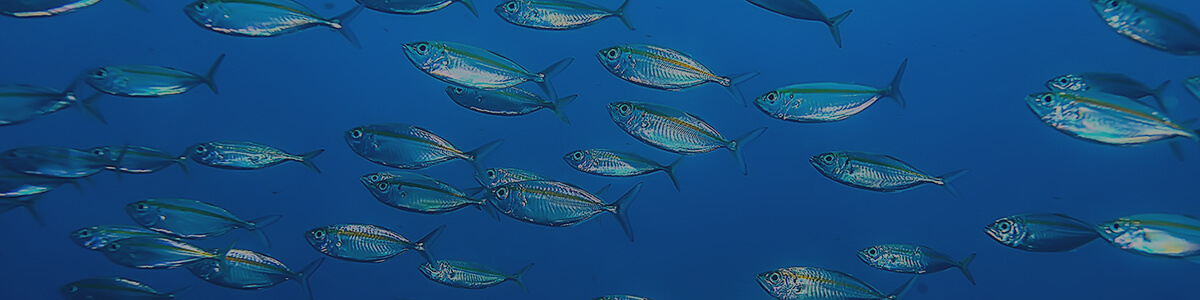 classification of living things online science course