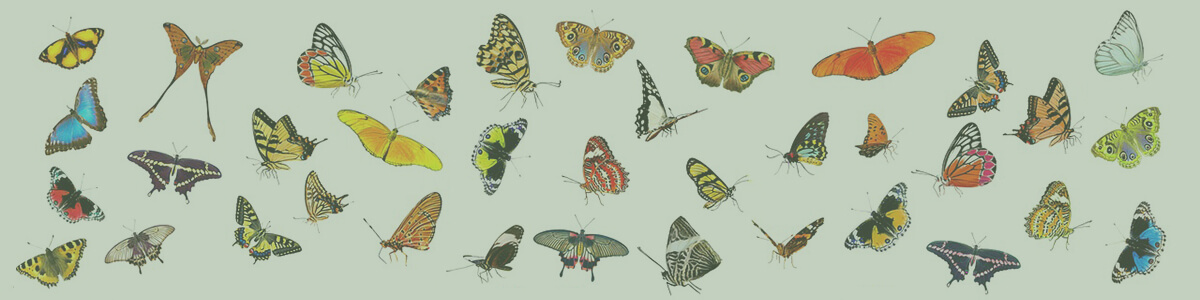 classification systems lesson