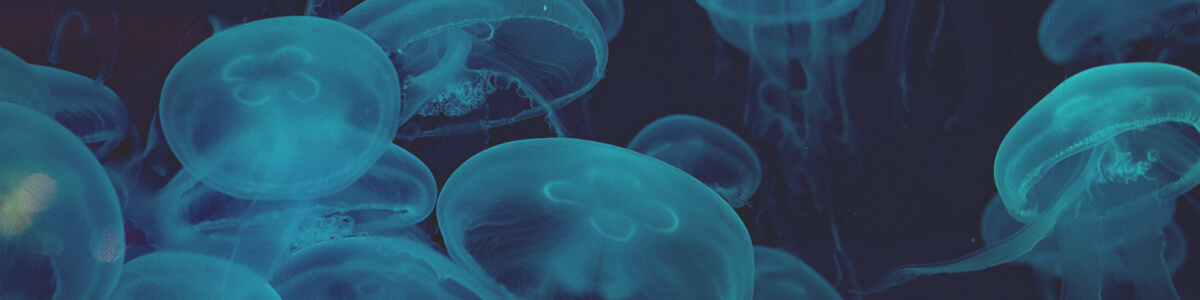 the animal kingdom invertebrates lesson
