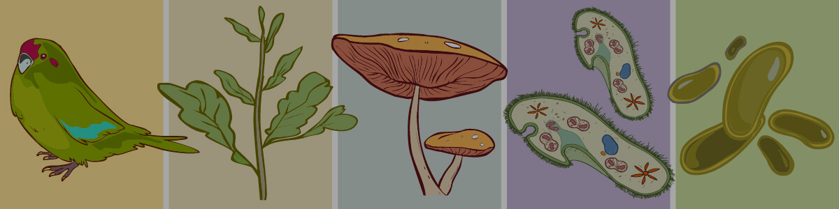 the five kingdoms of living things lesson