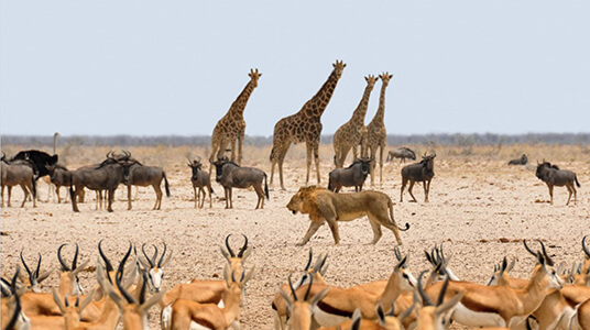feeding relationships within ecosystems lesson contents