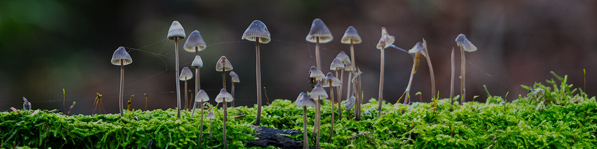 interactions between organisms lesson