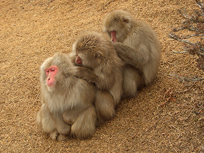 macaque monkeys grooming