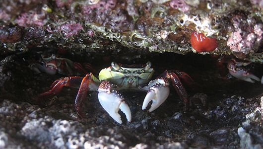 purple rock crabs