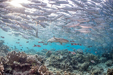 shark stalking fish predator prey