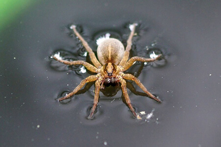 surface tension spider on water