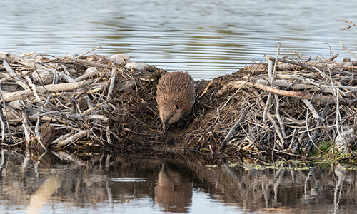 beaver building dam