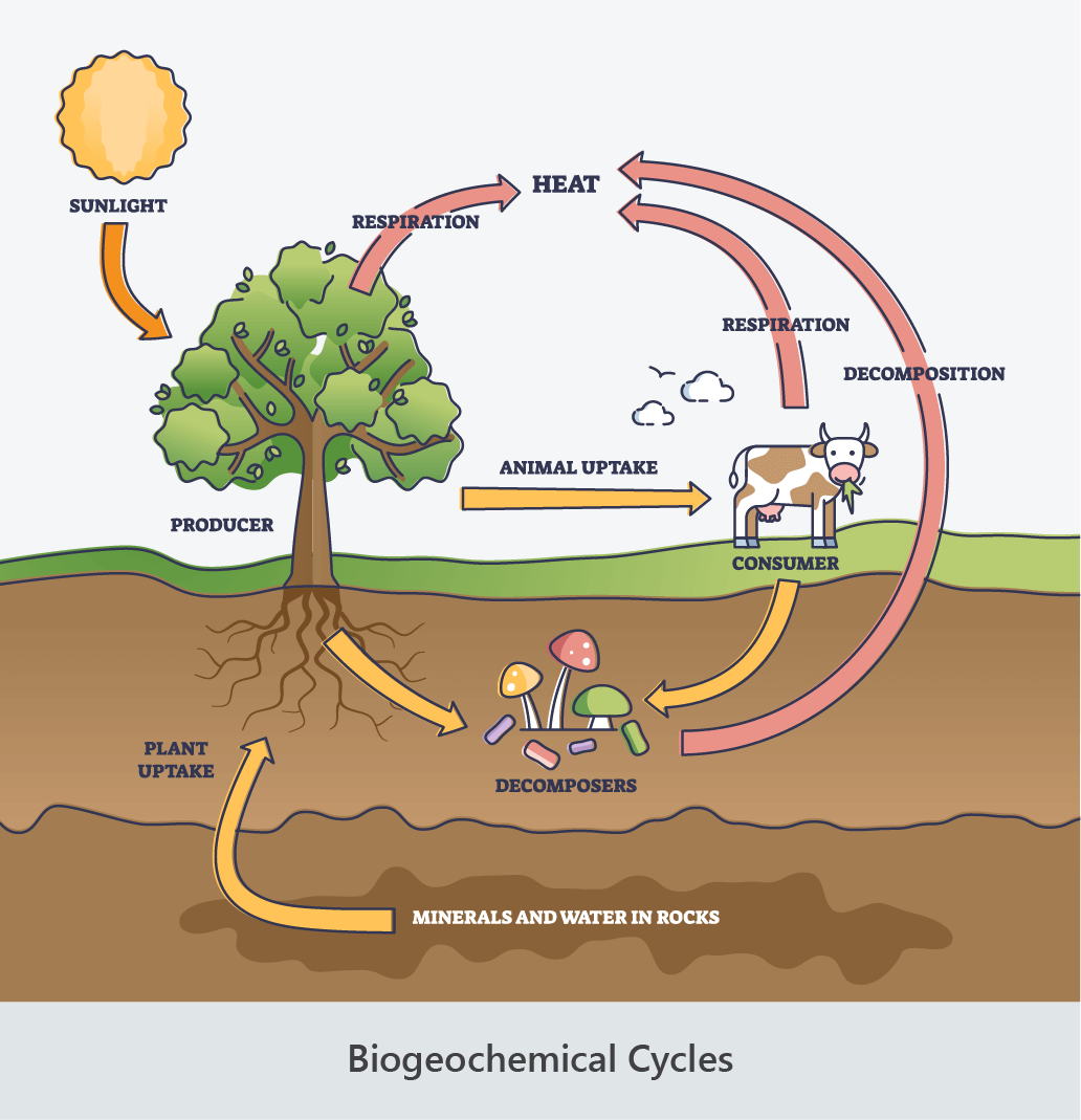 biogeochemical cycles
