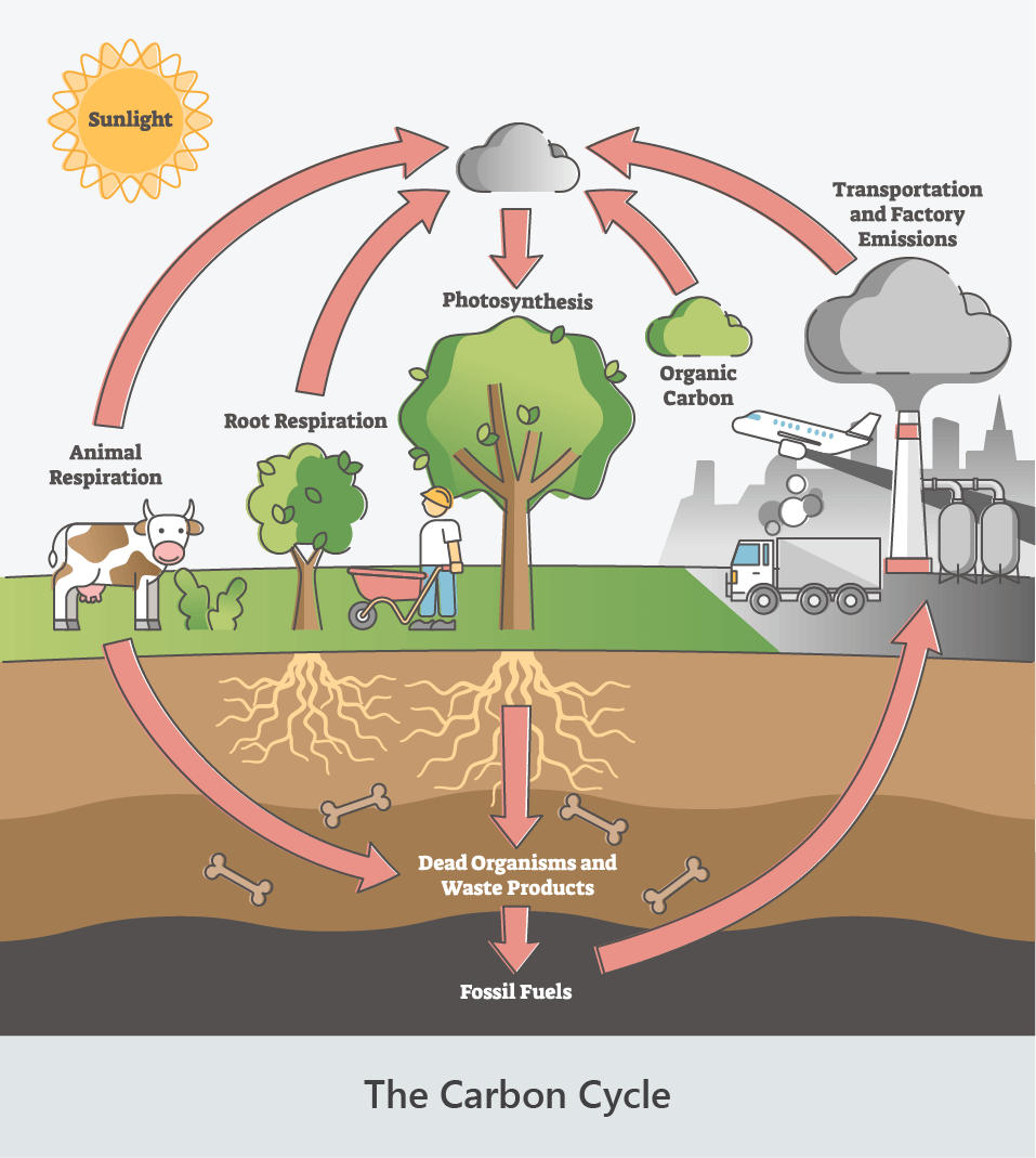carbon biogeochemical cycle