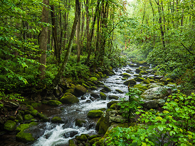 natural resource forest