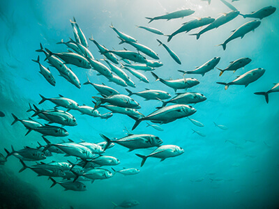 natural resource ocean