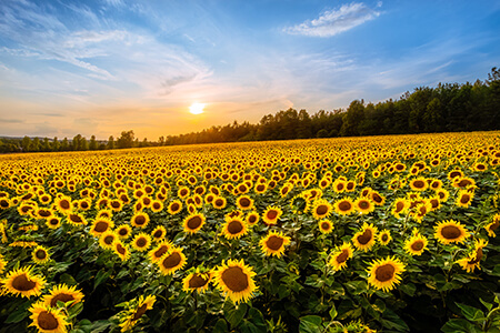 renewable resources sunflowers