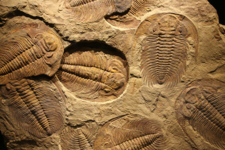 fossils online science lesson contents