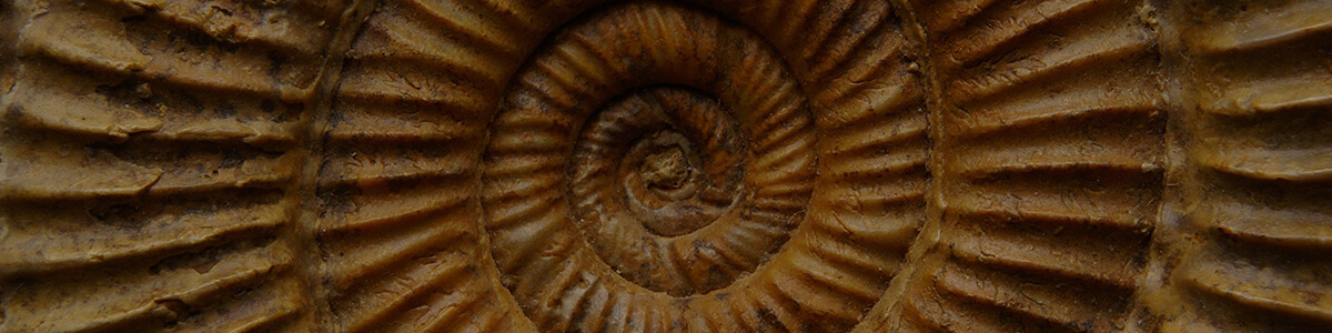 fossils and geological history online science course
